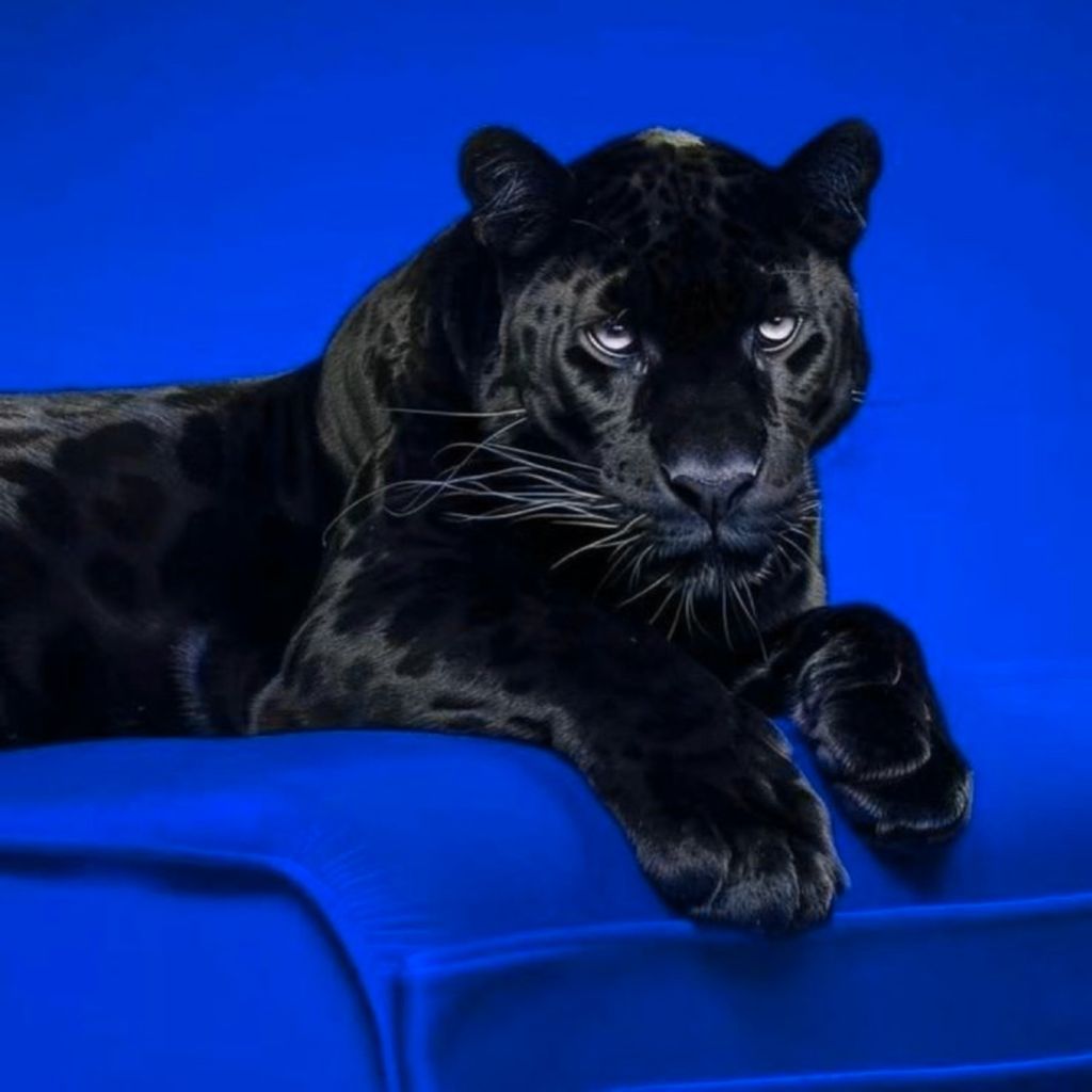 Blacx Cat
